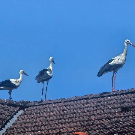 公寓 02 Kornblume - Hof Wiesengrund