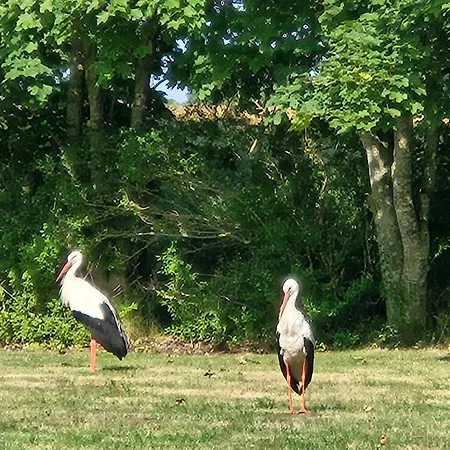 02 Kornblume - Hof Wiesengrund Parchtitz