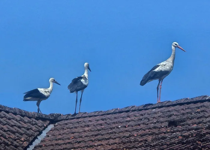 Lejlighed 02 Kornblume - Hof Wiesengrund