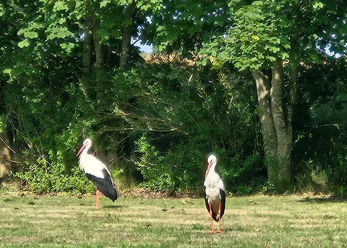 02 Kornblume - Hof Wiesengrund Parchtitz